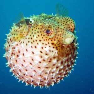 Profile photo of Mark